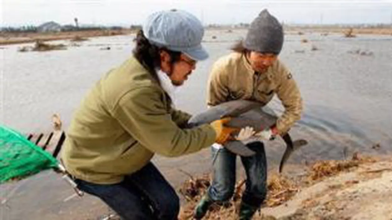 Un pui de delfin, salvat după ce valul tsunami l-a aruncat la 2 kilometri de țărm