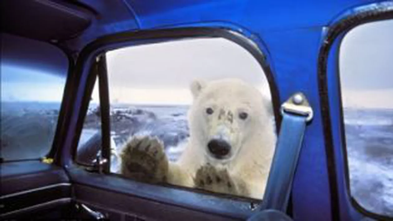 Un urs polar, surprins de un fotograf urcându-se cu labele pe geamul maşinii sale