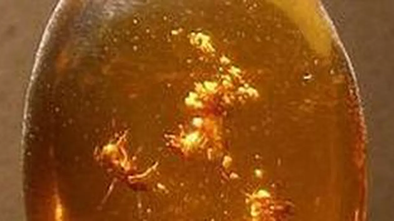 Insecte şi păianjeni fosilizaţi, vechi de 20 de milioane de ani, descoperiţi în Peru (FOTO)