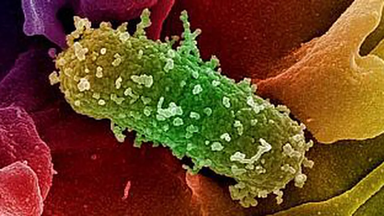 Rezultatele analizelor: Castraveţii din România nu sunt infestaţi cu E.coli