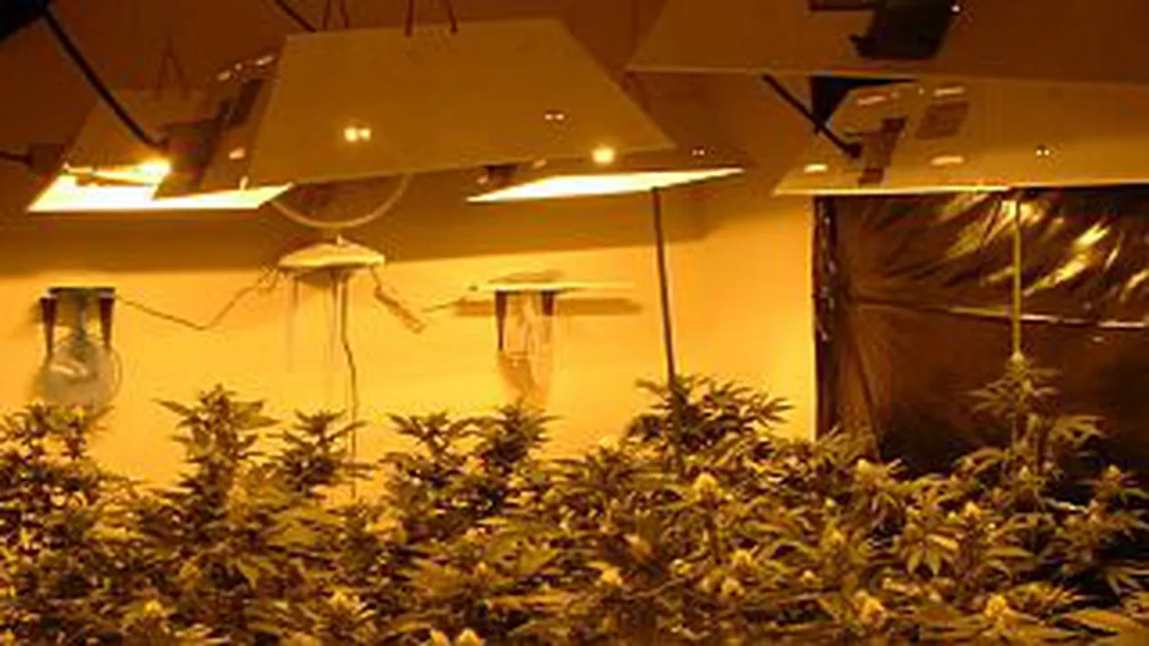“Fiul lui Dumnezeu” s-a autodenunțat: Sunt cultivator de cannabis!