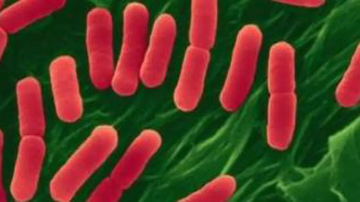 Bacteria E.coli ar putea produce biocarburanți viabili în următorii cinci ani
