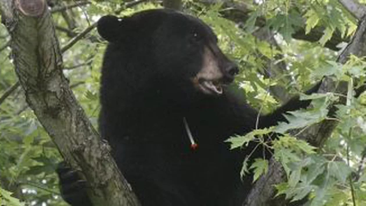 Un urs scăpat dintr-un parc natural, prins de autoritățile din New Jersey