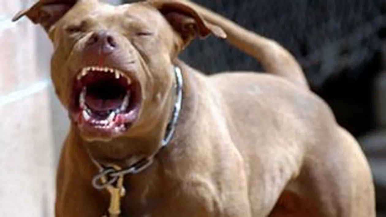 Ploiești: Trecători atacați de un pitbull asmuțit chiar de stăpânii lui (VIDEO)