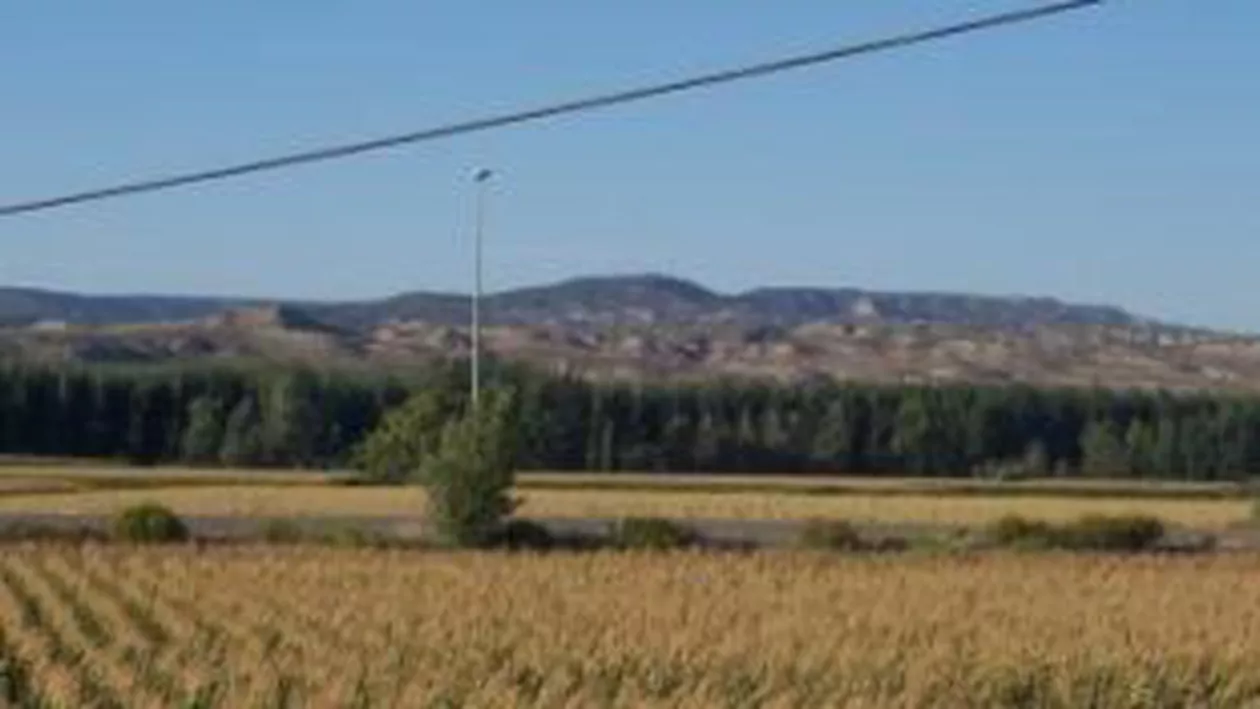 Cadavru găsit într-un lan de porumb în Prahova: Ar putea fi al unui bărbat dat dispărut la începutul lunii