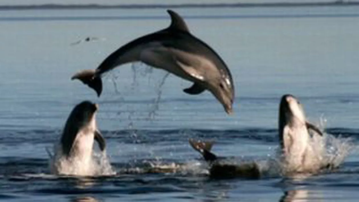O nouă specie de delfini a fost descoperită în Australia (FOTO)
