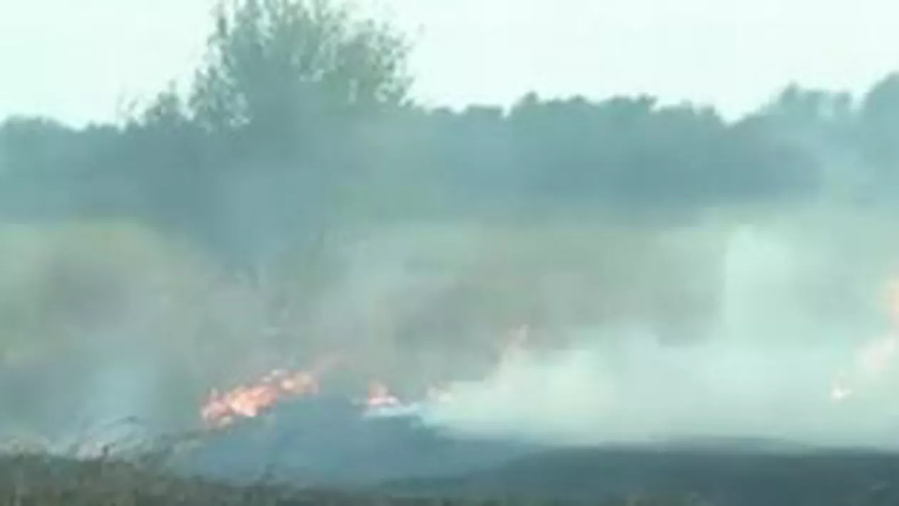 Incendiu de amploare în Ilfov: Opt hectare de pădure au fost distruse
