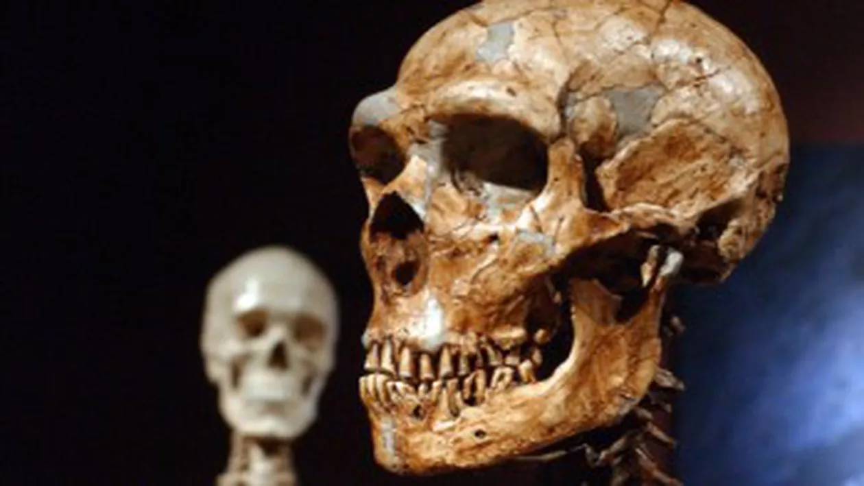 Gena inteligenței, moștenită de oamenii actuali de la Omul de Neanderthal