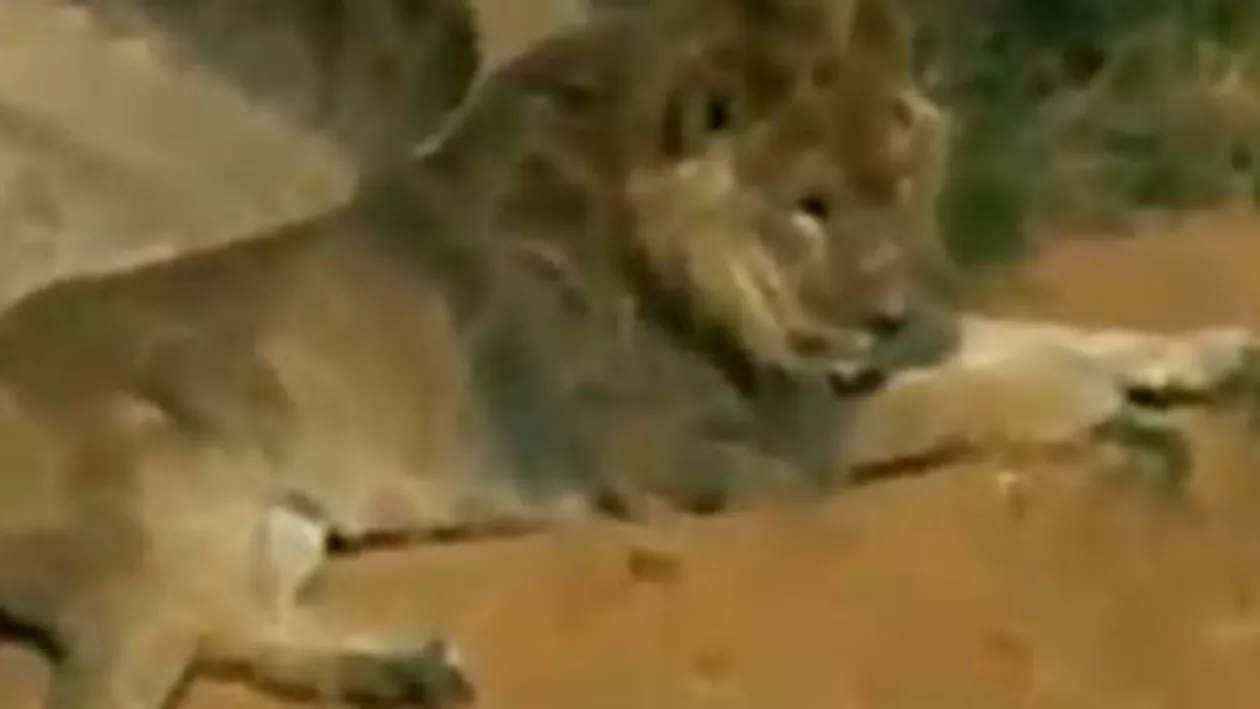 Lei hrăniți cu o găină vie de un vizitator al unei grădini zoologice (VIDEO)