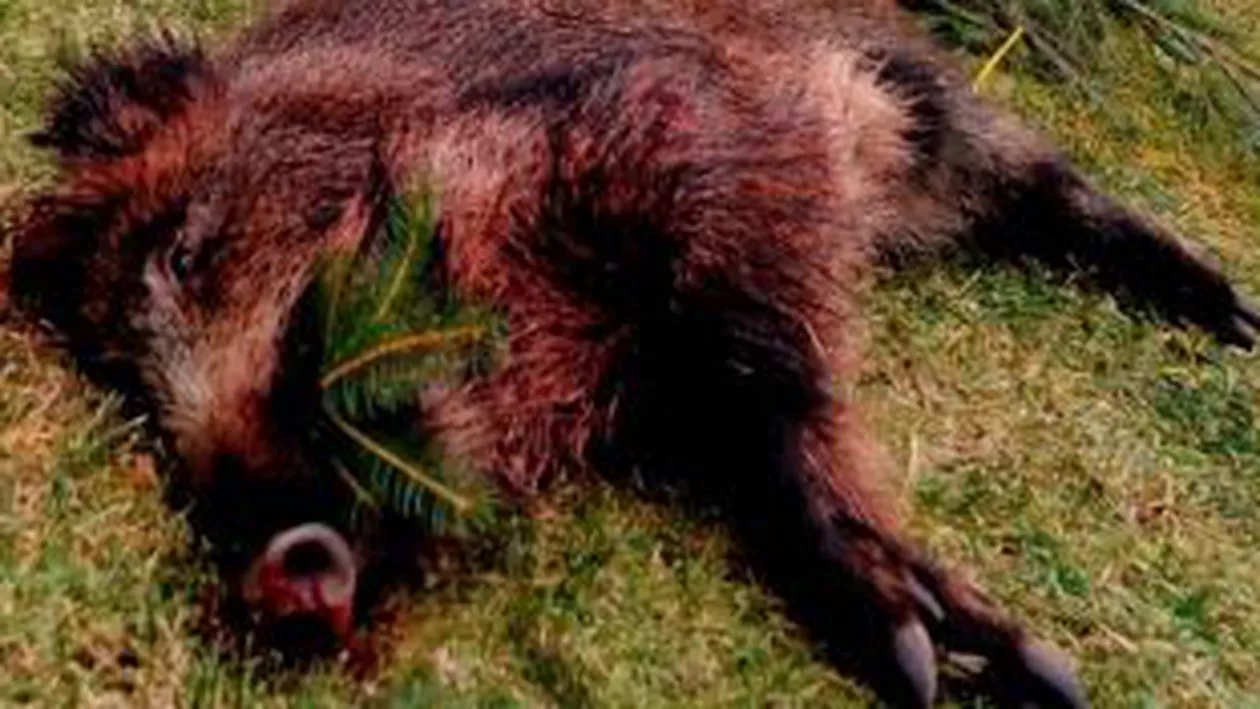 Avionul în care se afla Daniel Funeriu a lovit un porc mistreț