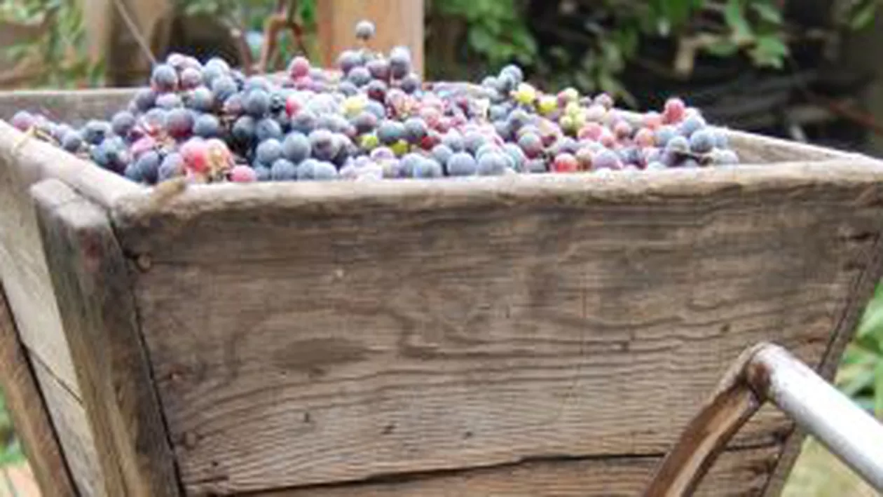 Tulcea: Au murit intoxicați cu monoxid de carbon de la struguri pe când făceau vin