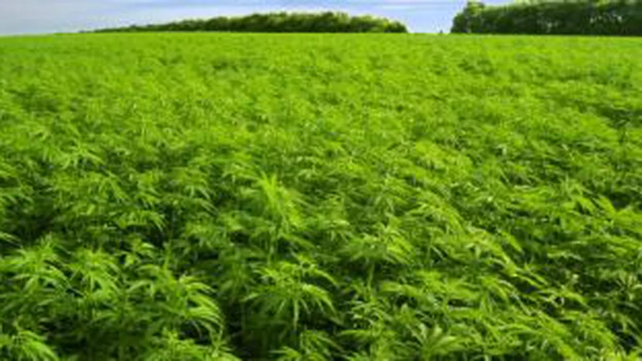 Arad: Plantație de canabis de 1 miliard de lei vechi, la marginea localității Fântânele