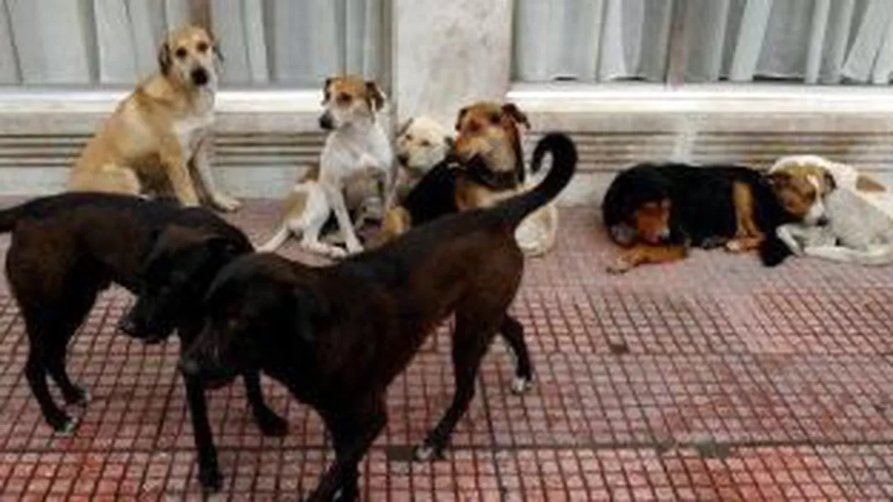 Votul pentru legea maidanezilor, amânat două săptămâni