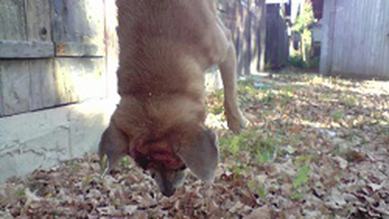 Imagini șocante în Prahova: Maidanez ucis cu bestialitate și apoi spânzurat (FOTO)