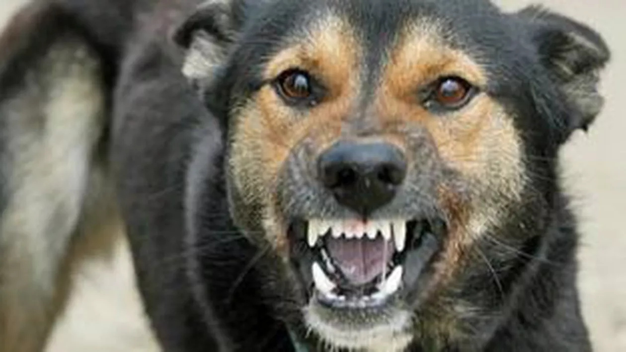 Legea eutanasierii maidanezilor a fost din nou amânată