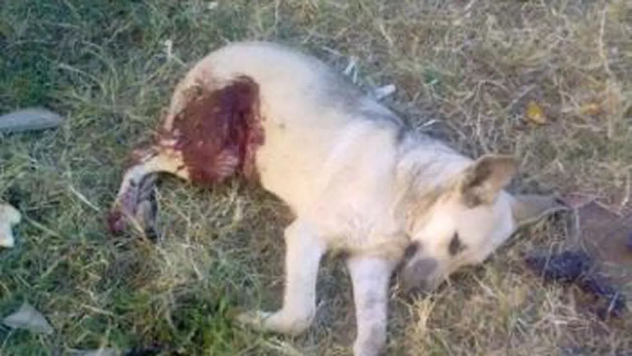 Cruzime fără limite în Satu Mare: Un câine a fost omorât cu o seceră