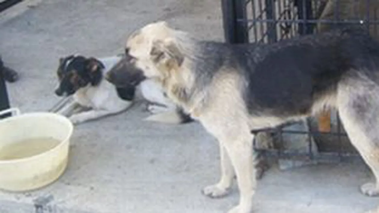 PDL București: ONG-urile nu sunt interesate să rezolve problema câinilor fără stăpân