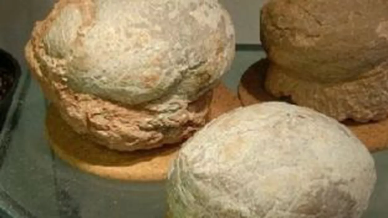 Trei ouă fosilizate de dinozaur pitic, înapoiate României după ce au fost furate în 2005