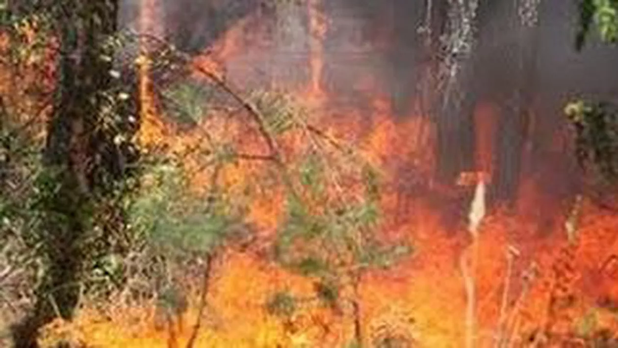 Incendiu de vegetație pe Muntele Roșu. Intervenția pompierilor a fost dificilă