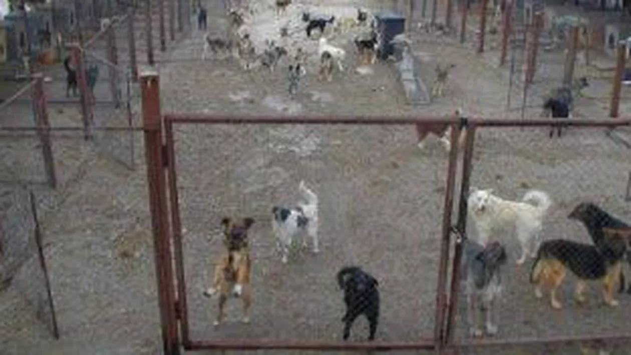 Florin Piersic, Radu Beligan și Cristian Țopescu îi cer lui Traian Băsescu să nu promulge legea câinilor comunitari