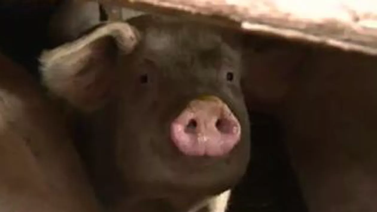 Un fermier din Giurgiu crește porci ecologici din sărăcie (VIDEO)