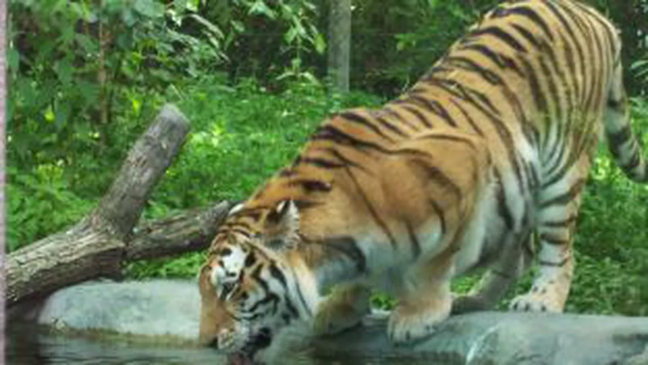 Sibiu: Un tigru a scăpat de la Grădina Zoologică. Animalul a fost împușcat mortal