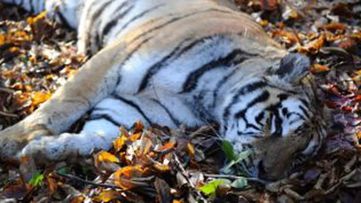 Tigrul de la Zoo Sibiu, scăpat "dintr-o eroare umană”. VEZI imaginile capturării (GALERIE FOTO)