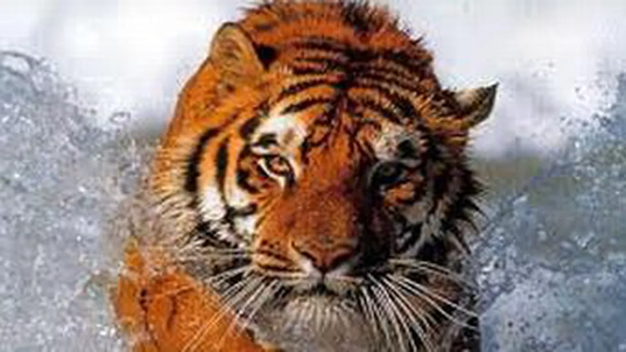 Dosar penal deschis în cazul tigrului de la Zoo Sibiu. Sunt vizați medicul veterinar și vânătorul