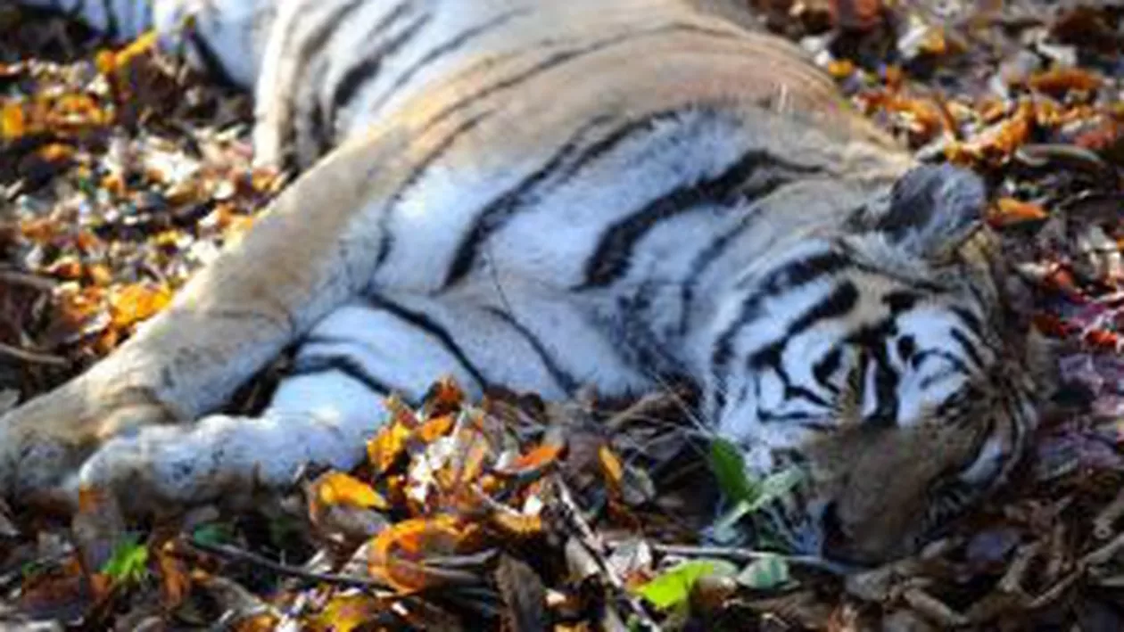 Sibiu: Constantin Bebeșelea, directorul Grădinii Zoologice, a demisionat în urma incidentului cu tigrul