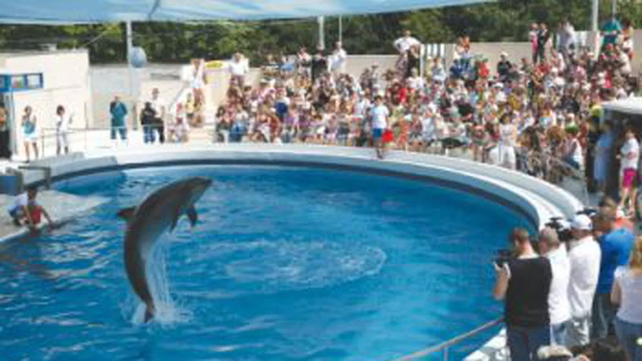Delfinii din Constanța au fost mutați în bazinele acoperite, pentru perioada de iarnă (VIDEO)