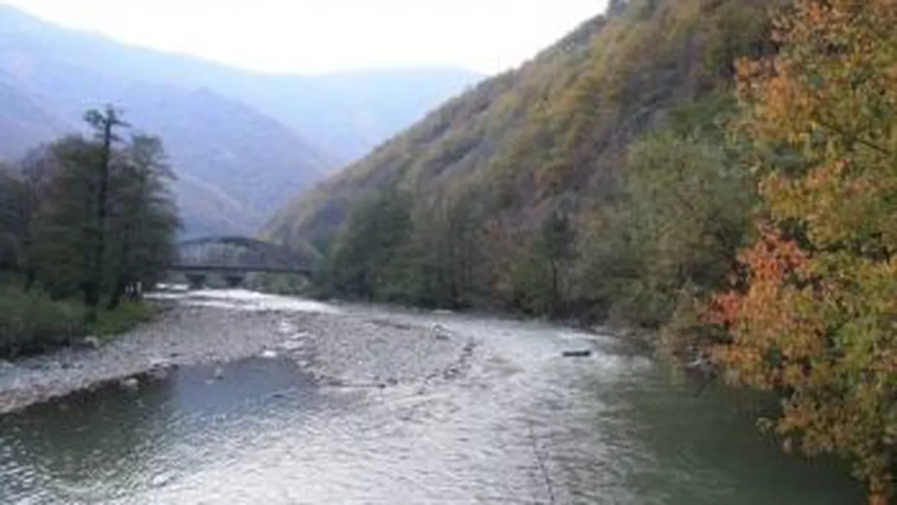 Târgu Jiu: Un pescar a descoperit cadavrele a peste 30 de câini în râul din localitate (VIDEO)