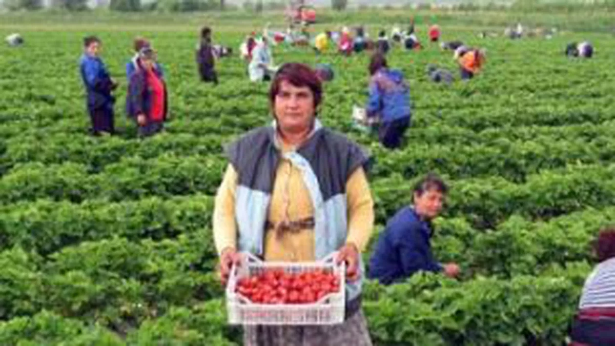 Restricțiile muncitorilor români în Italia, ridicate. Autoritățile de la București salută decizia Guvernului italian