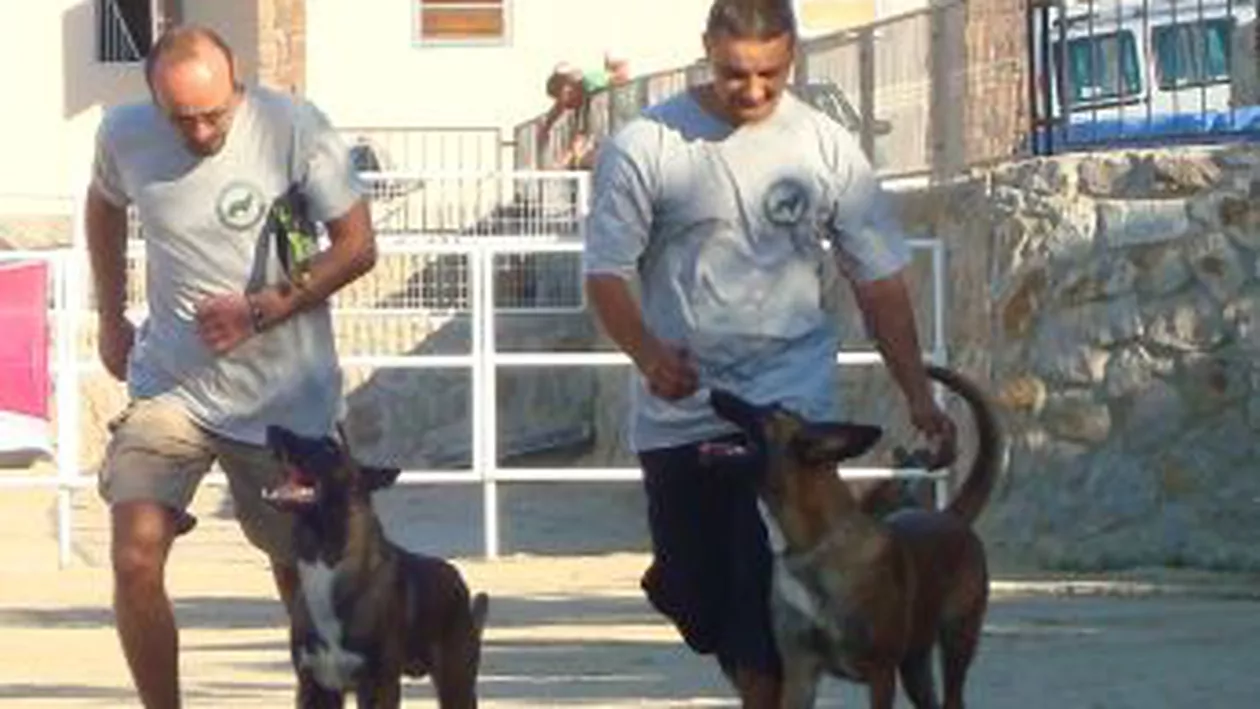 Cei care petrec Revelionul departe de casă își pot lăsa animalele de companie la hotelurile de profil (VIDEO)