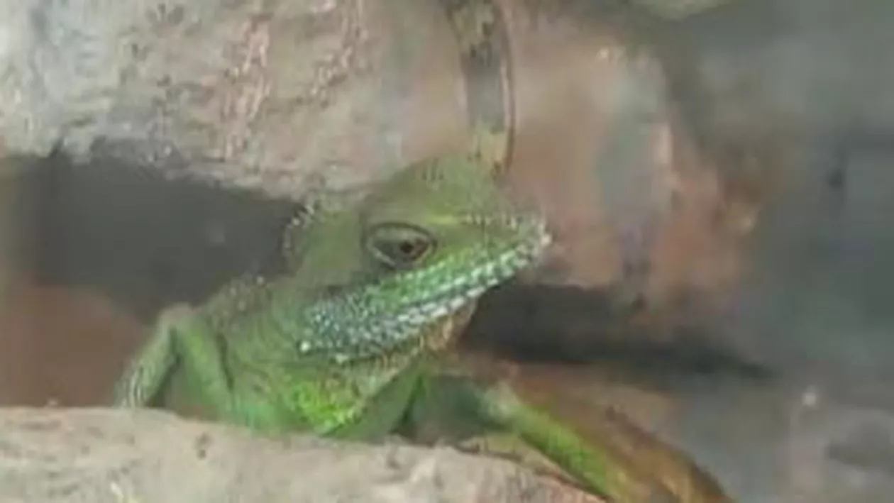 Expoziție de reptile la Brașov: Iguane verzi, șerpi Boa și cameleoni pot fi admirați până la sfârșitul lunii (VIDEO)