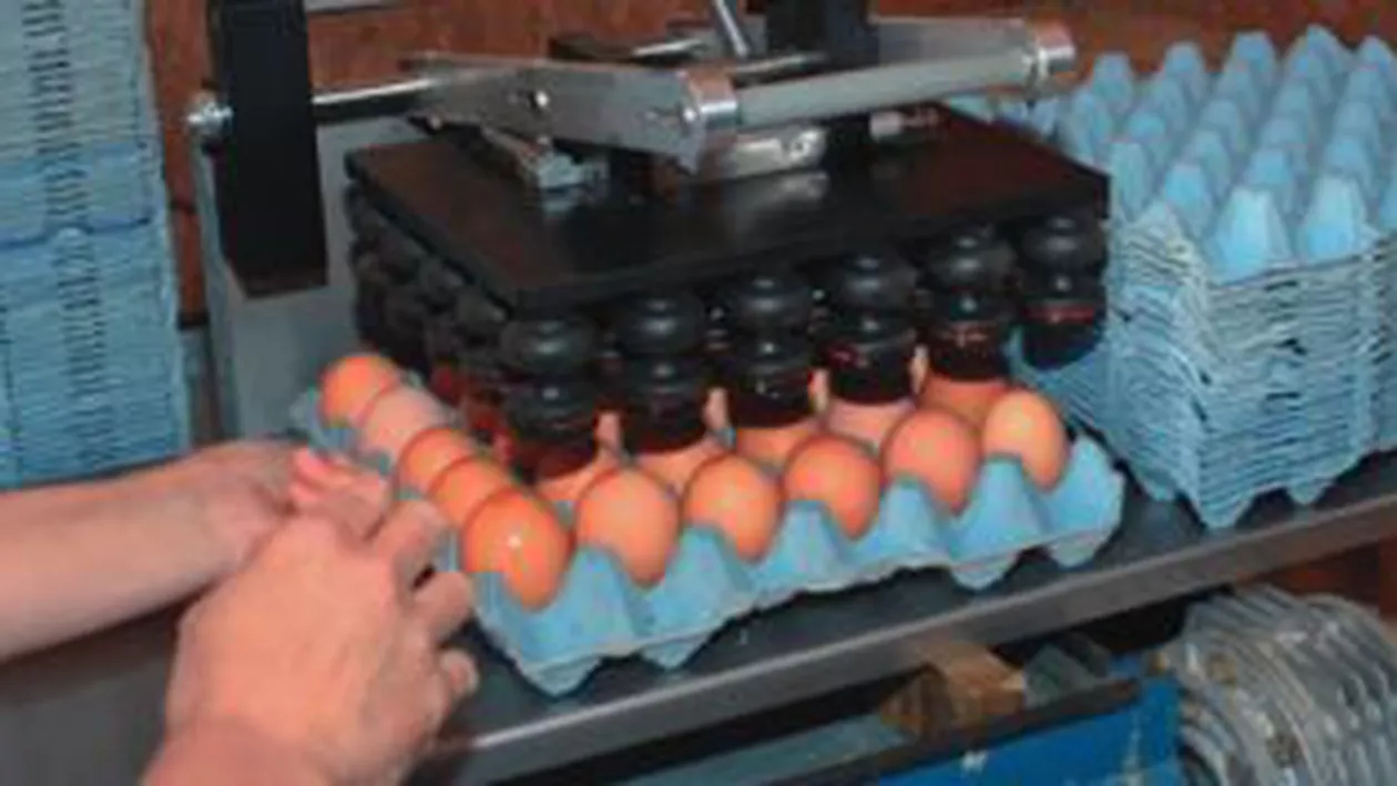 Percheziții în București și Dâmbovița: Sunt vizați comercianți care importau ouă de categoria a treia și le vindeau ca fiind de alte categorii