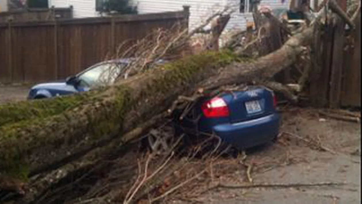 Ce trebuie să facă proprietarii mașinilor avariate de copacii căzuți în urma ninsorilor abundente