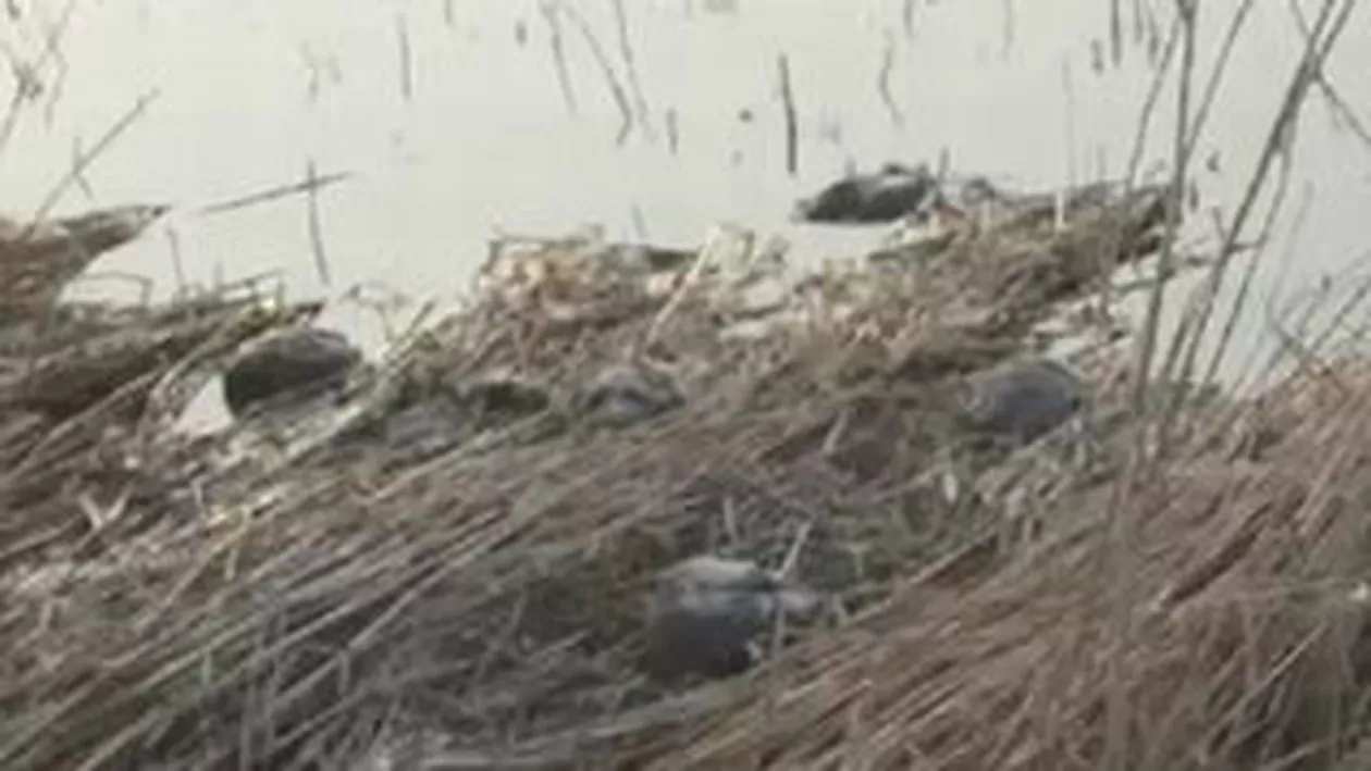 Constanța: Zeci de cormorani, lişiţe şi lebede, găsite moarte în apa deversată de o rafinărie de lângă localitatea Corbu