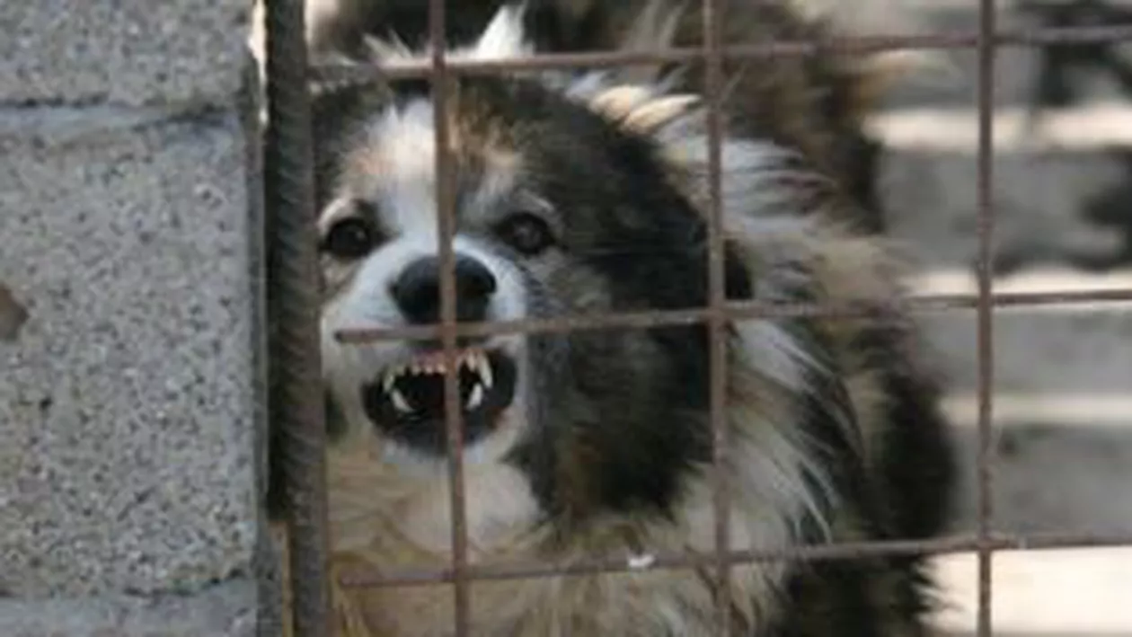 Primarul și viceprimarul din Botoșani, urmăriți penal pentru eutanasierea a peste 200 de câini