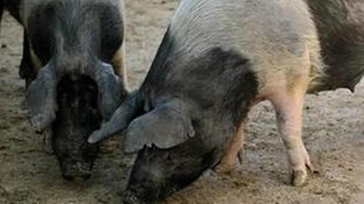 Focar de trichineloză, depistat într-o gospodărie din Urziceni, Ialomița
