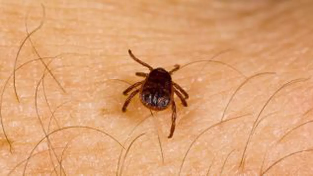 Cum să te ferești de căpușe. Află când trebuie să te prezinți la medic
