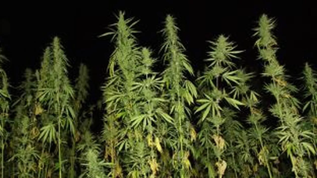 Cultură de canabis, descoperită în apartamentul unui băcăuan: Doi tineri de 20 și 39 de ani au fost reținuți