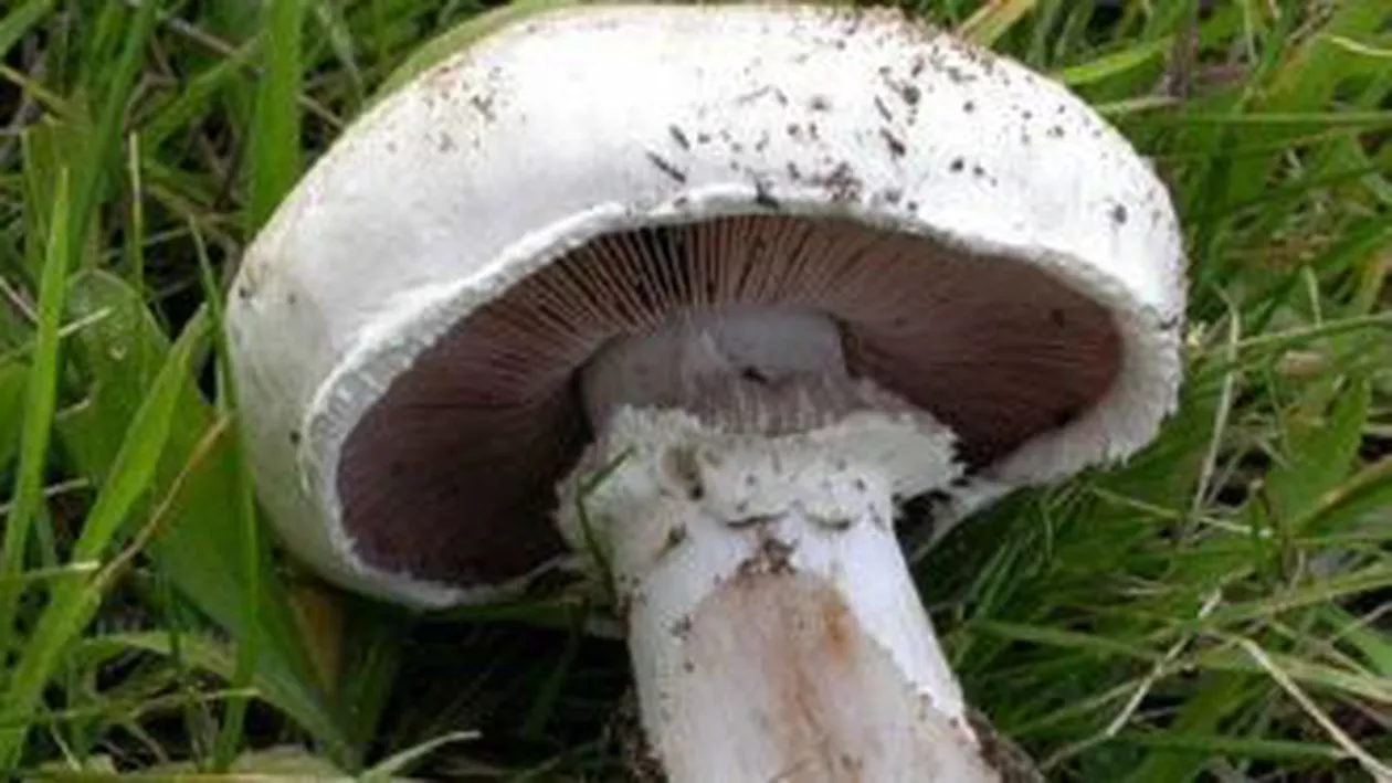 Maramureş: O femeie însărcinată a ajuns la spital după ce s-a intoxicat cu ciuperci