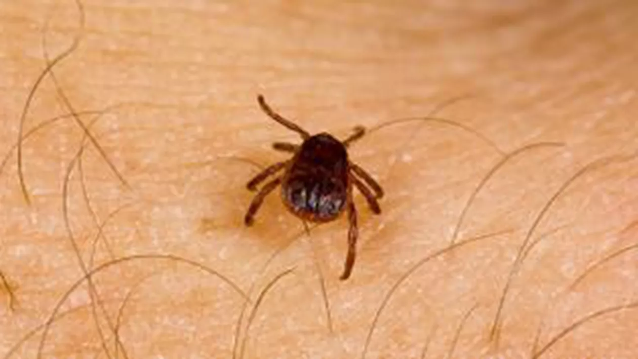 Buzău: 320 de persoane au ajuns la spital în ultima lună, după ce au fost înțepate de căpuşe. O fetiță de 13 ani, depistată cu boala Lyme