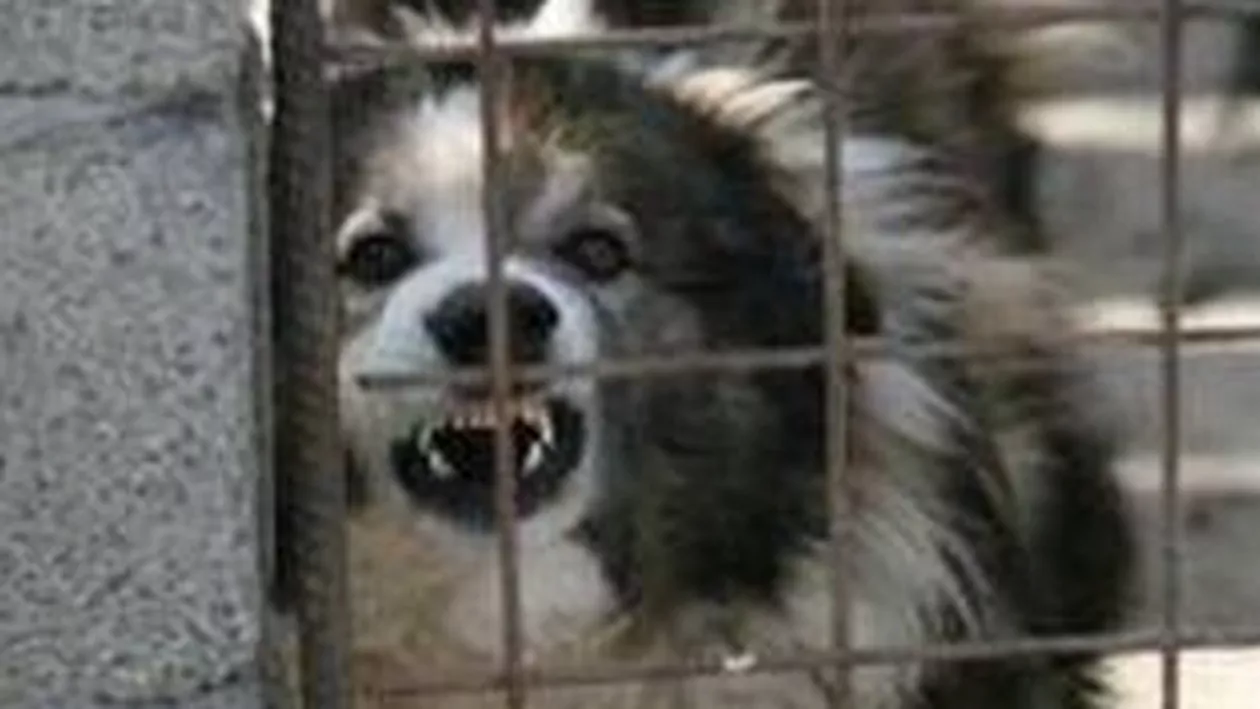 Câinii maidanezi au creat o gaură în bugetul statului, în primele patru luni ale anului. VEZI cum s-a întâmplat