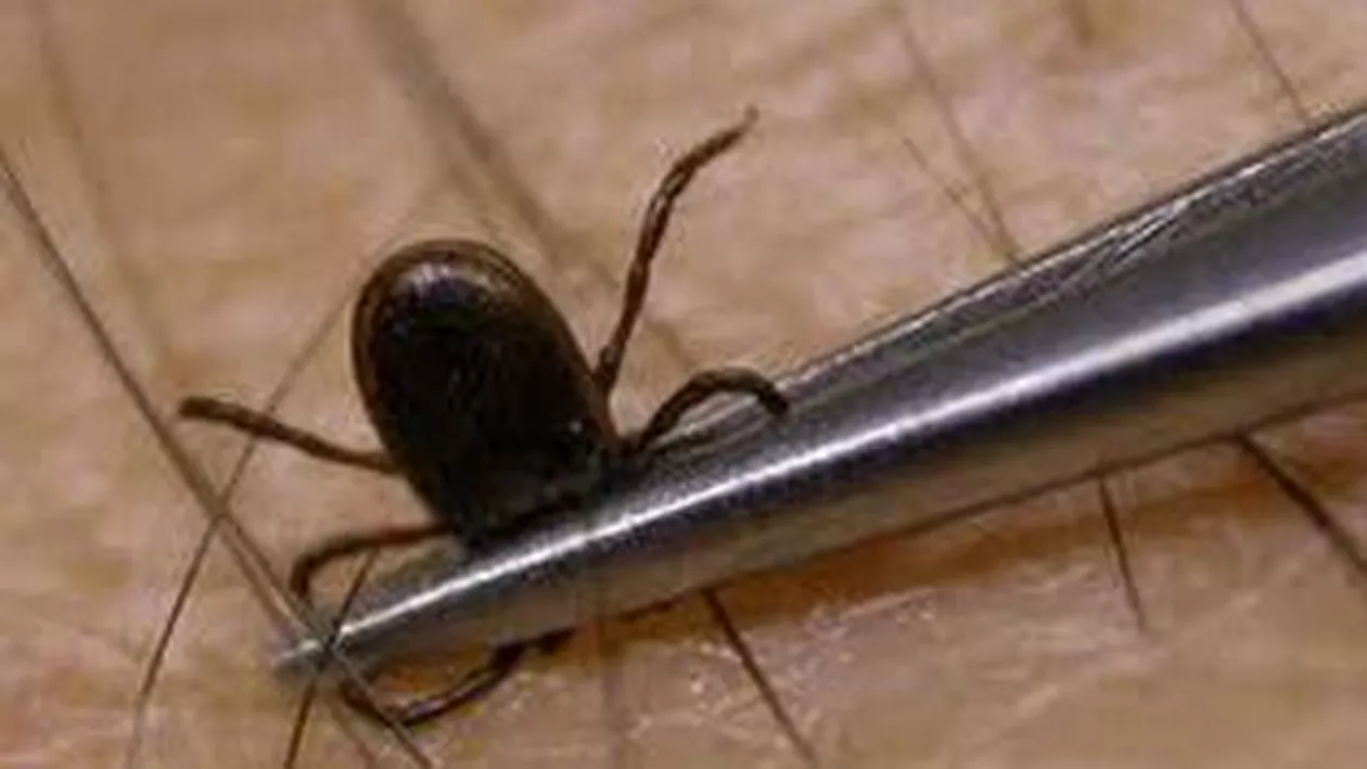 Ministerul Sănătăţii: 34 de persoane au fost diagnosticate cu boala Lyme în 2012