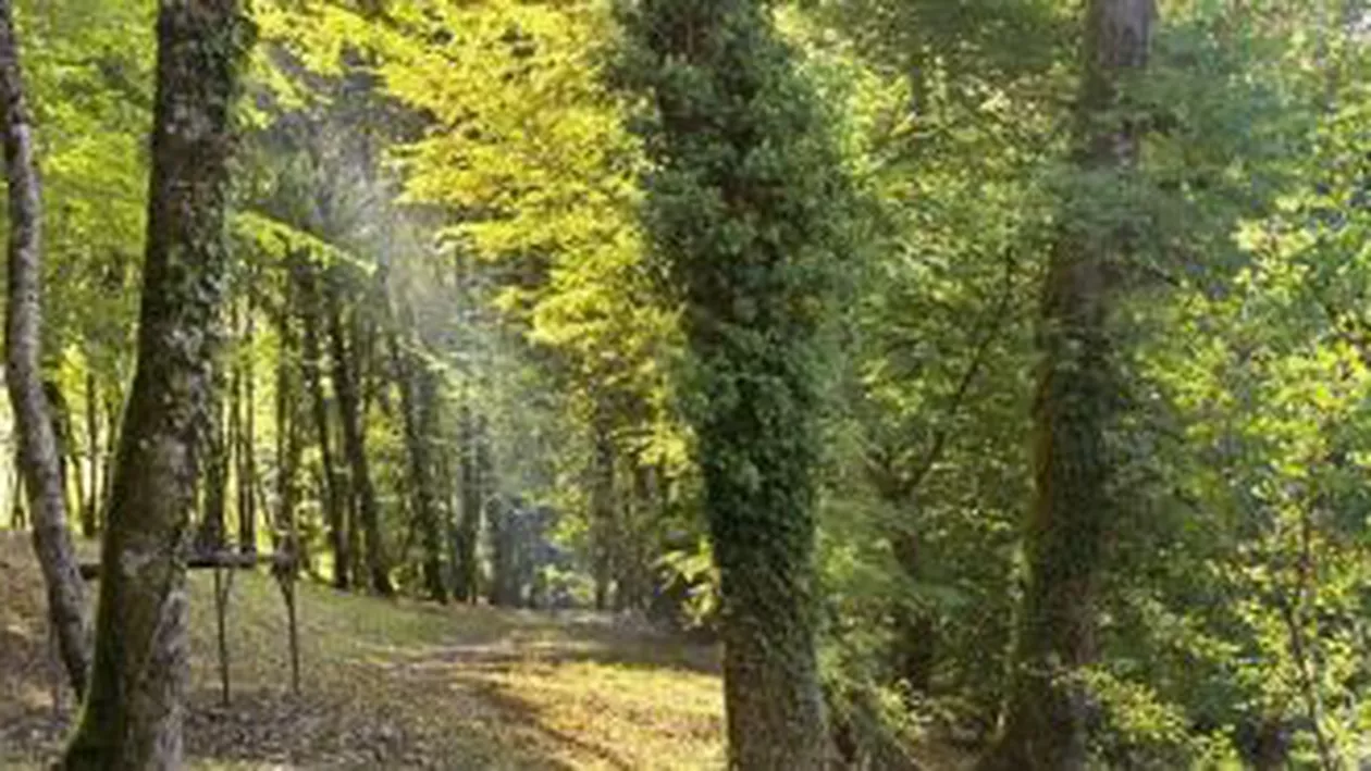 Alba Iulia: Un militar a fost găsit spânzurat, într-o pădure din apropierea muncipiului