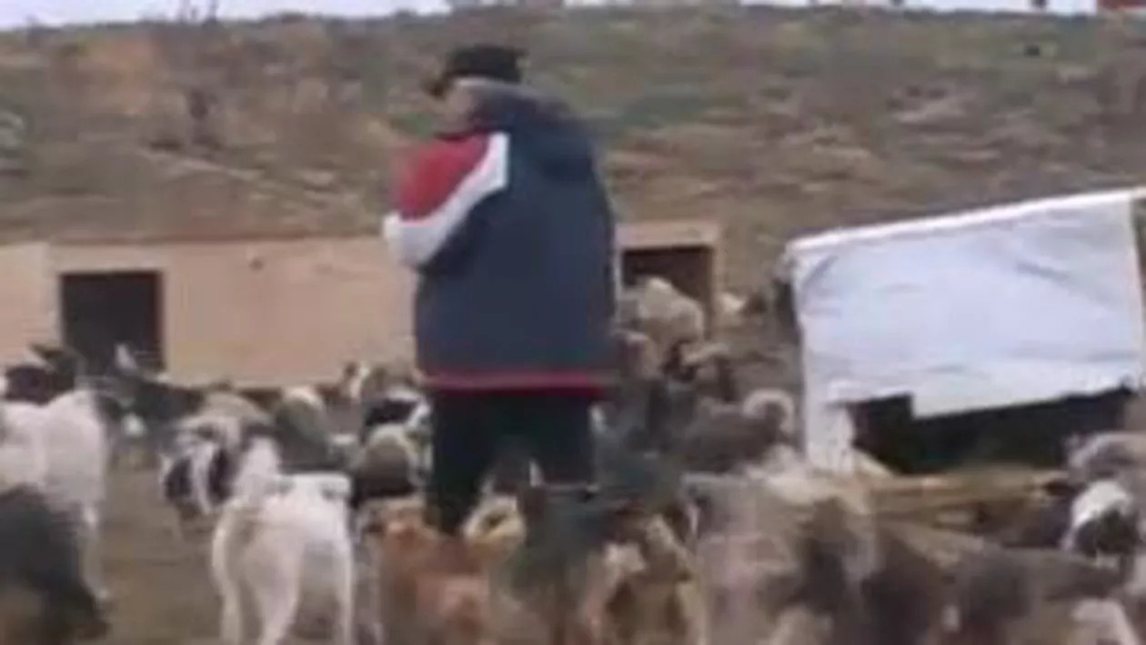 Adolescentă din Vaslui, internată în spital după ce a fost atacată de o haită de câini