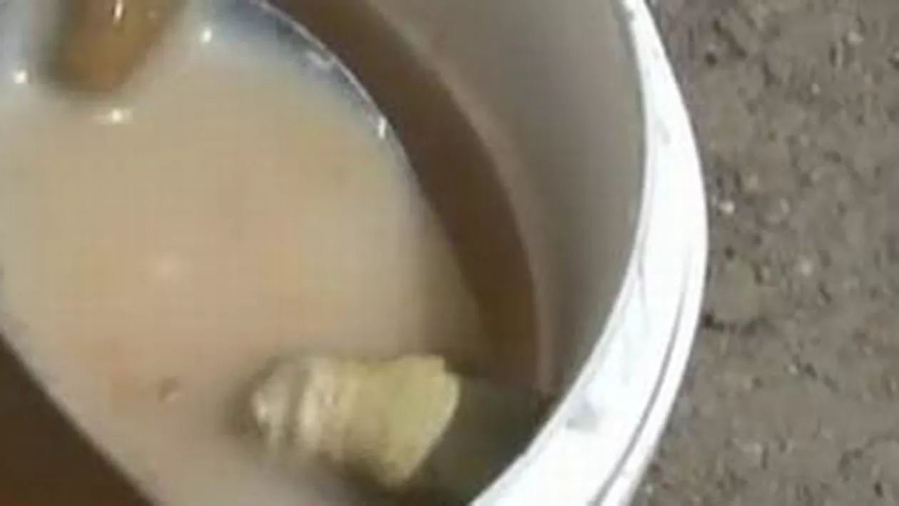 Uimitor: Bucăți dintr-o șopârlă, descoperite în ciorba unei cantine din Deva (VIDEO)