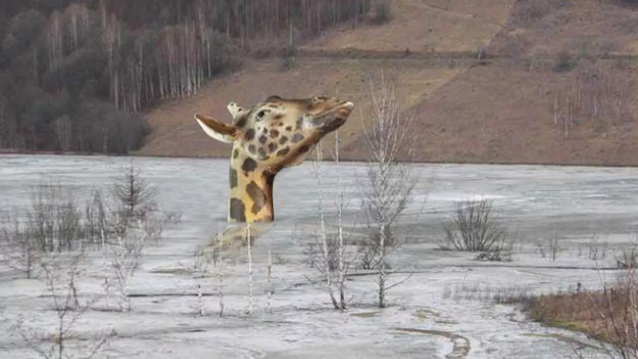 ”Girafa antipatică”: Simbolul vandalizat al Muzeului Grigore Antipa are cont pe Facebook (FOTO)