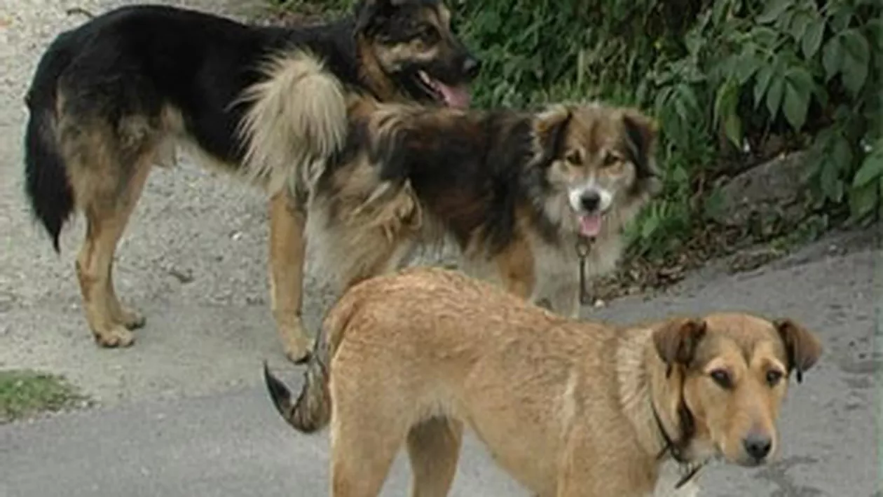 Prahova: Singurul exemplar de cangur pitic de la Zoo Bucov, devorat de câinii comunitari